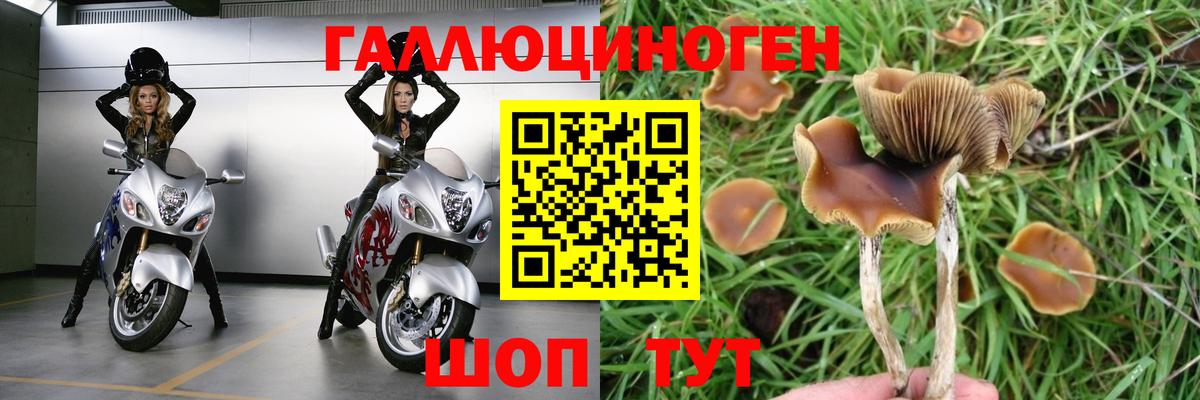 Мыски  Галлюциногенные грибы Psilocybe  Вход с VPN 